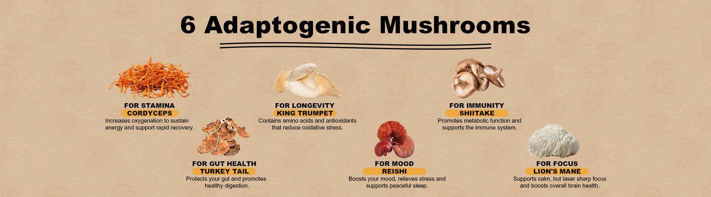 Kolast Mushroom Coffee
